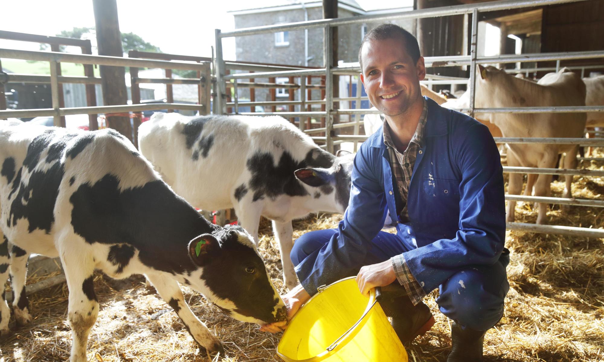 A farmer feeding his cows